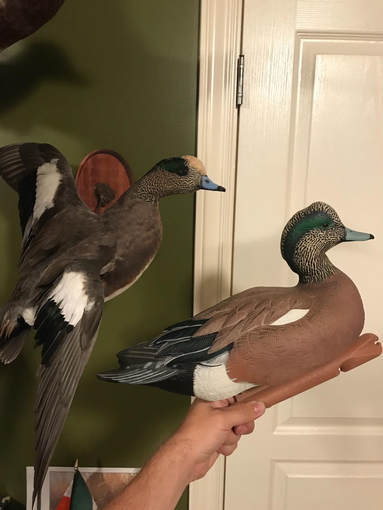 Avian-X Topflight Wigeon Decoys, Rugged Realistic Floating Duck Decoys for Hunting, Weight Forward Swim Keel, Set of 6, Multicolor customer photo 1