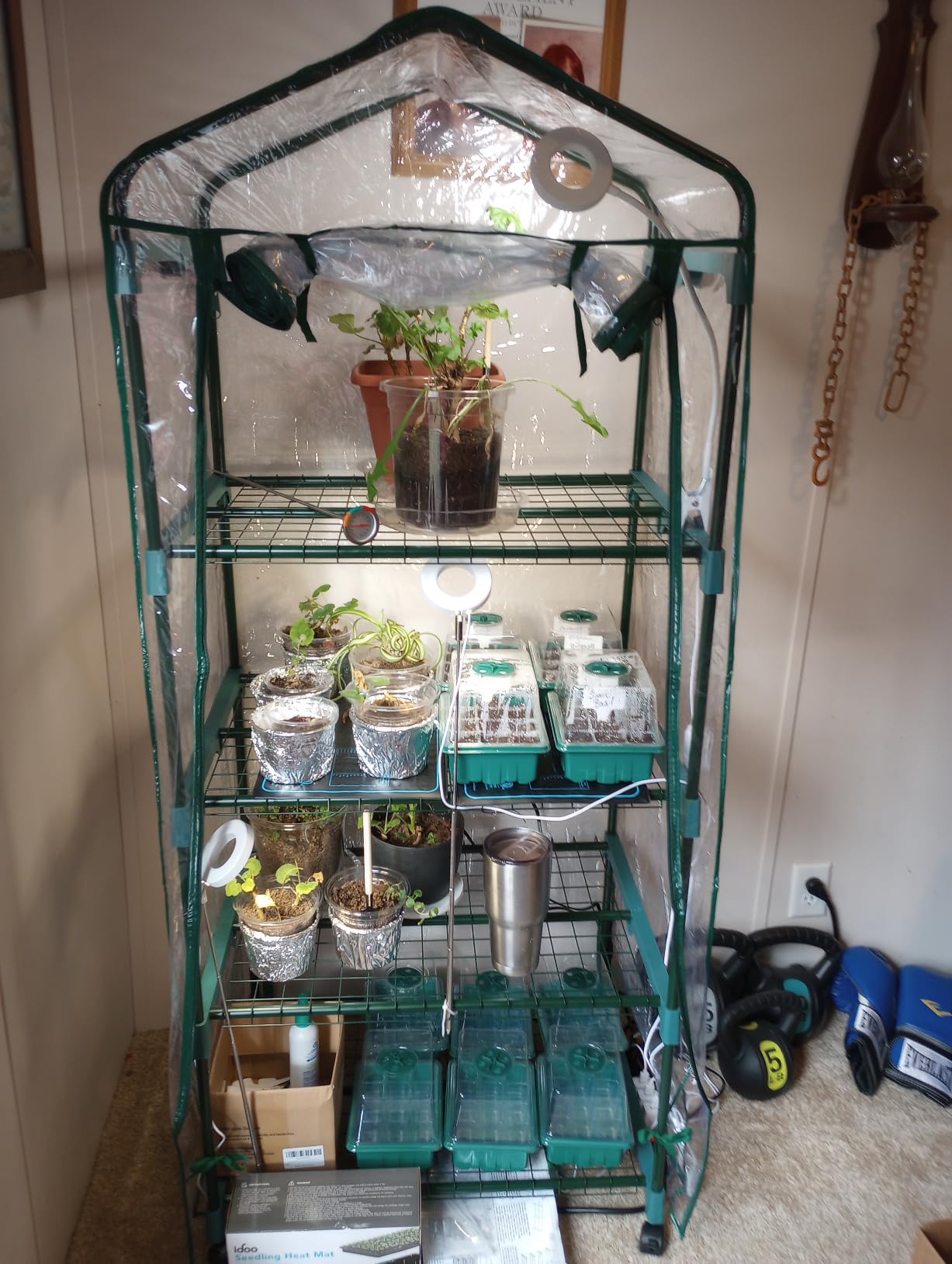 4 Tier Mini Greenhouse - Portable Greenhouse with Locking Wheels and PVC Cover for Indoor or Outdoor Green House by Pure Garden customer photo 2