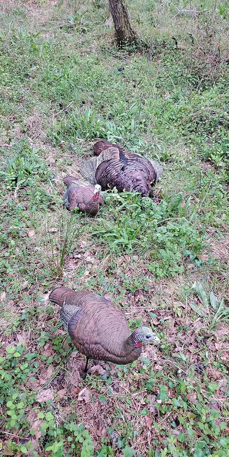 Avian-X LCD Laydown Hen Turkey Decoy | Durable Realistic Lifelike Collapsible Standing Hunting Decoy with Carry Bag & Stake, AVX8011 customer photo 2