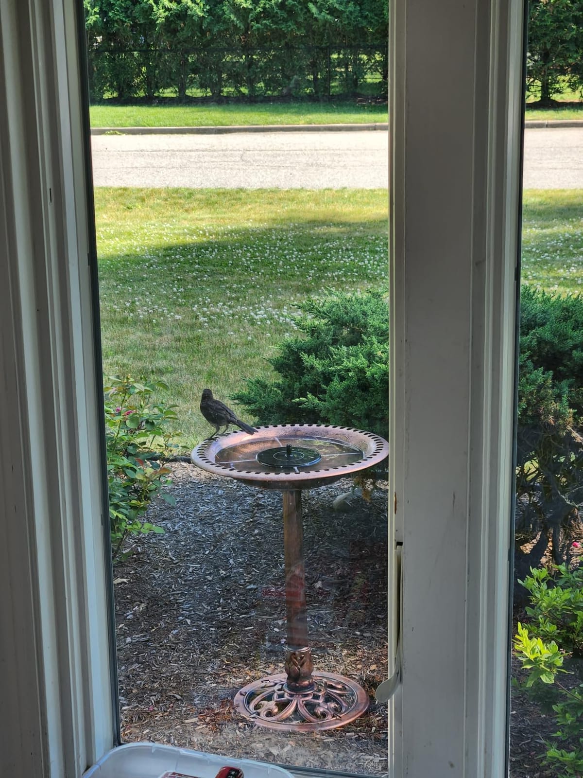 Best Choice Products 28in Pedestal Bird Bath, Vintage Outdoor Resin Accent Decoration w/Fleur-de-Lis Accents - Green customer photo 2