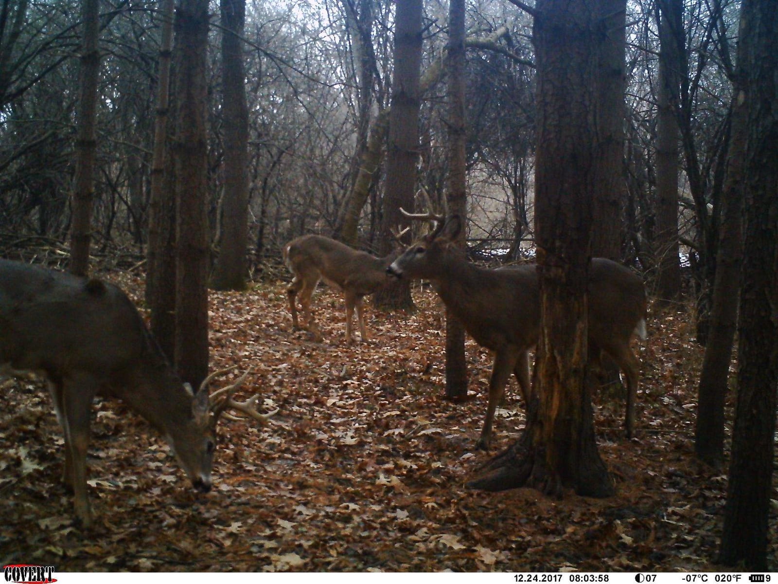 Illusion Systems Extinguisher Deer Call and Black Rack Rattling System - Patented Modislide and Bone-Core Technology customer photo 1