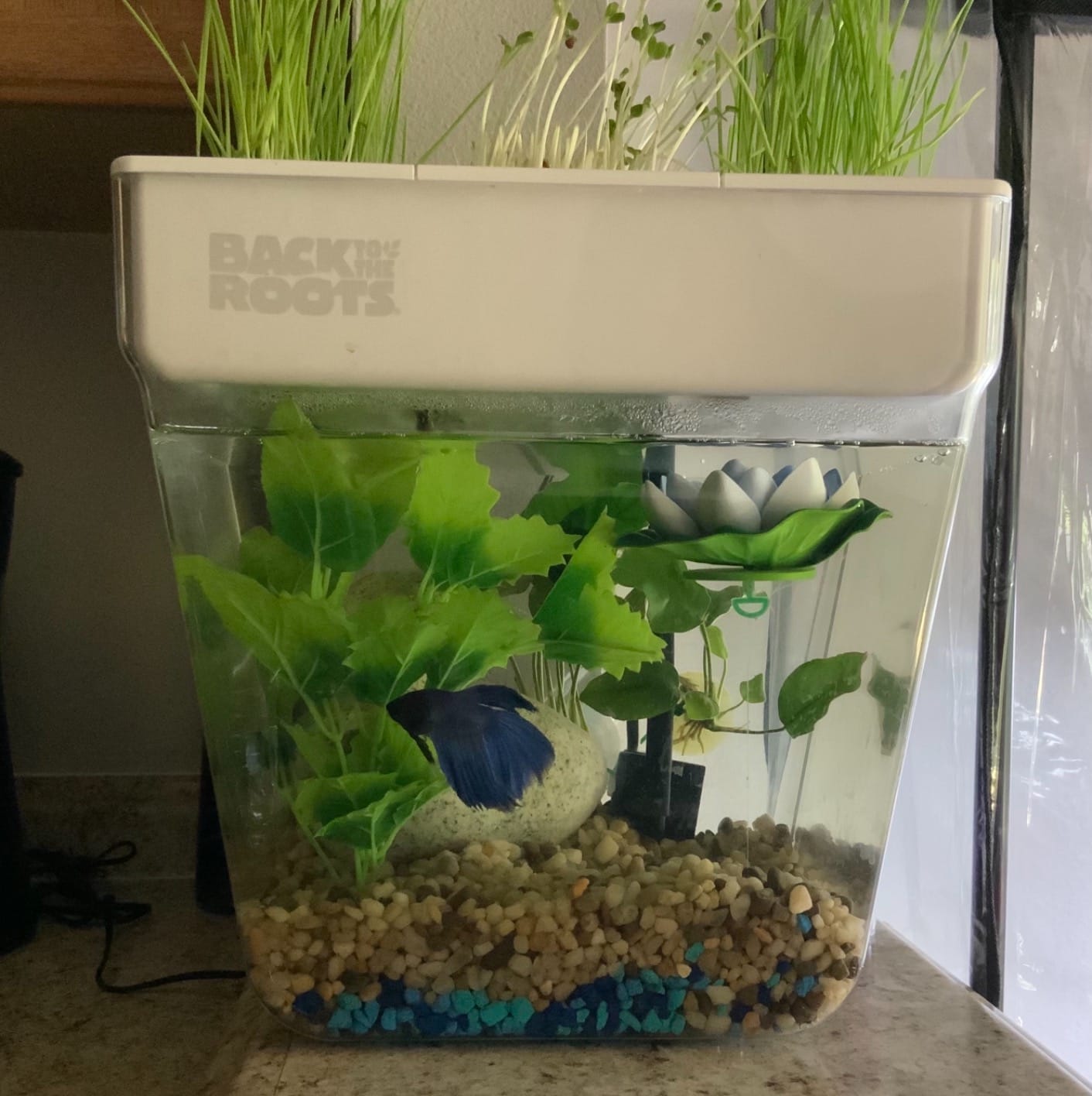 Back to the Roots Indoor Aquaponic Garden - 3 Gallon Self Watering, Mess-Free Planter and Self-Cleaning Fishtank for Herbs, Microgreens, Bamboo, Succulents, and Houseplants customer photo 1