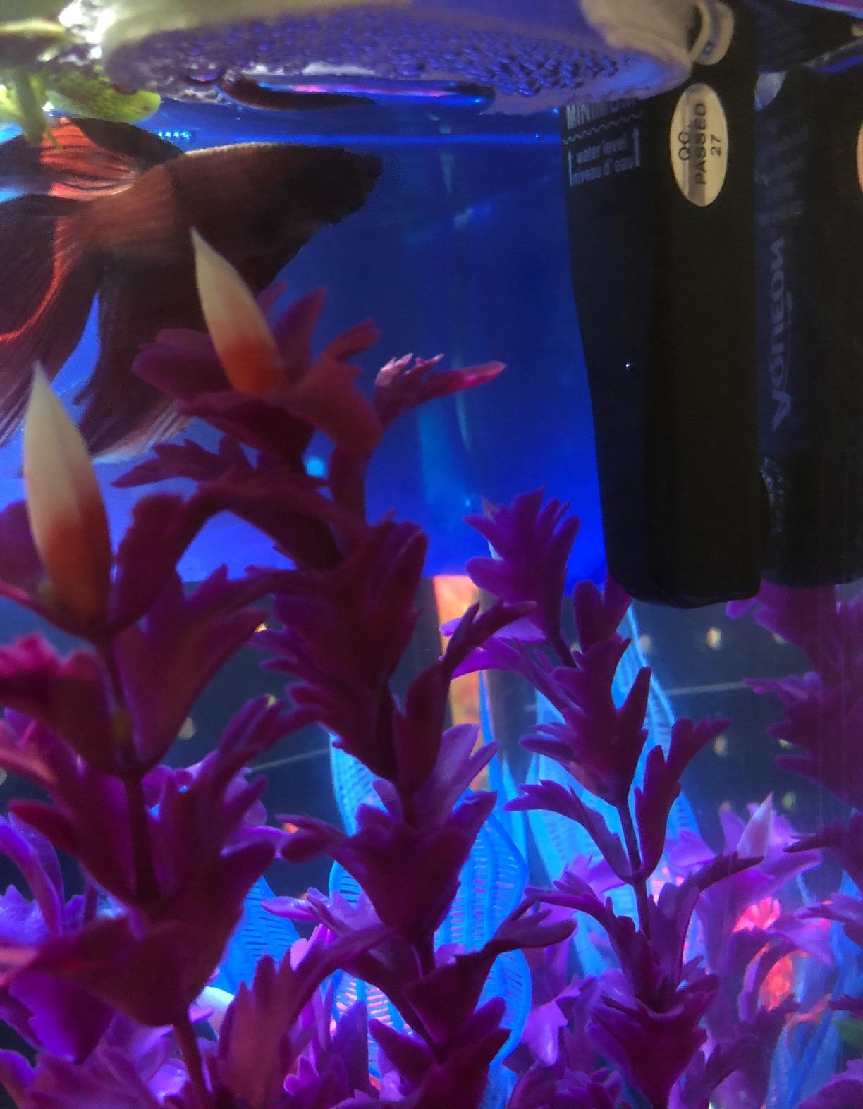 Aqueon Aquarium Heater 5 Gallon, Mini Flat Submersible, 10 Watts | 5 gallon fish tank heater with thermal safety shut-off, shatterproof housing, fits acrylic or glass aquariums customer photo 2