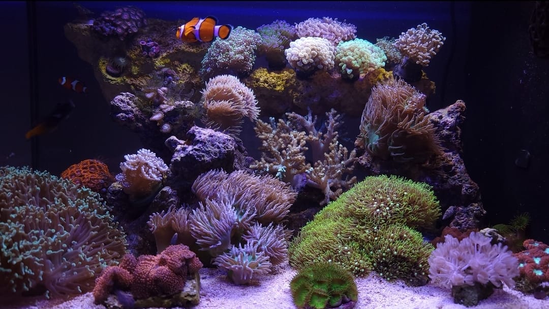 Fluval Evo XII Saltwater Aquarium Kit, 13.5 Gal. | Saltwater Fish Tank with Reef-Capable LED, Efficient 3-Stage Filtration and Seamlessly Integrated Hardware customer photo 1
