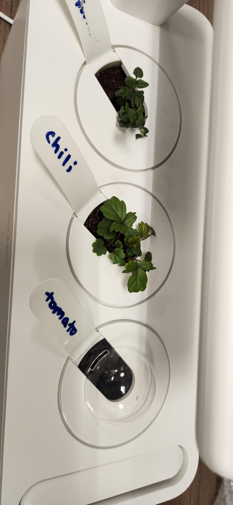 Click & Grow Indoor Herb Garden Kit with Grow Light | Smart Garden for Home Kitchen Windowsill | Easier Than Hydroponics Growing System | Vegetable Gardening Starter (3 Basil Pods Included), White customer photo 2
