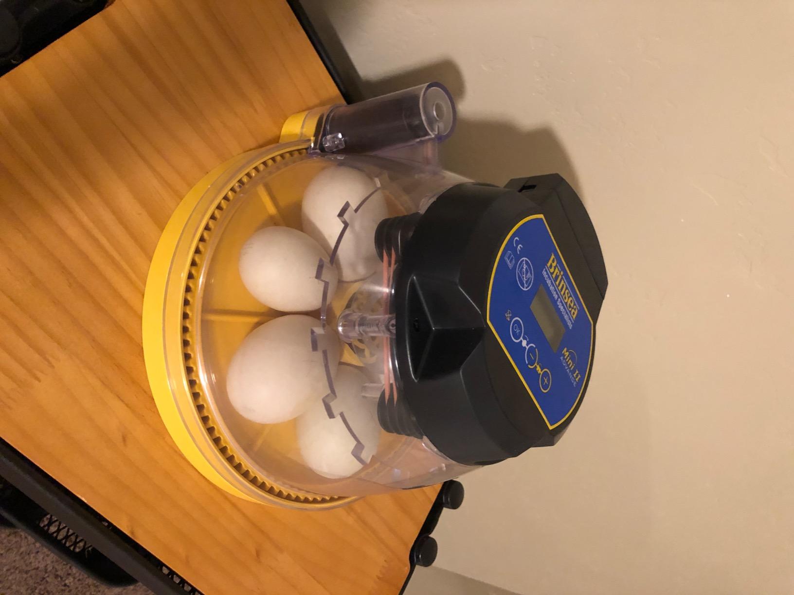 Brinsea Mini II Advance Incubator with Automatic Turner for Hatching 7 Eggs, Set-and-forget automatic incubator with digital countdown customer photo 2