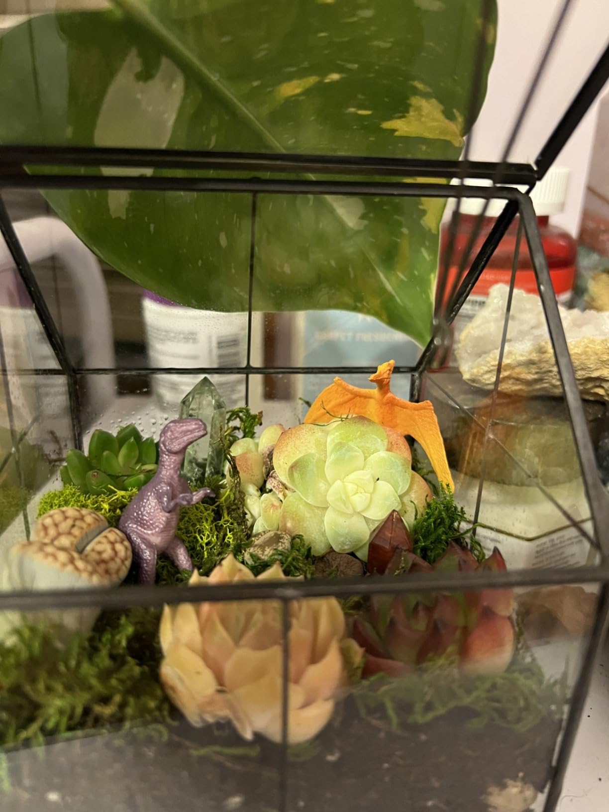 Cute Farms Terrarium Starter Kit | Moss, Vermiculite, Soil, Pebbles, Plant Food, Finishing Tools, Build and Care Guide | DIY Succulent Terrarium for Adults and Kids (Large) customer photo 2