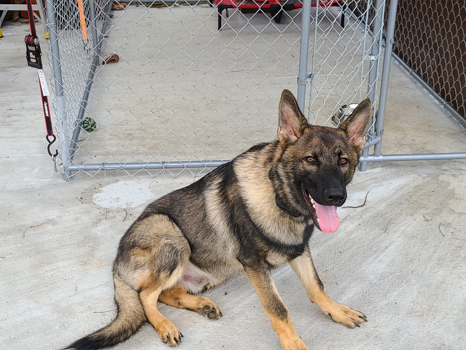 SportDOG Contain + Train System, Fence & Trainer, Up to 1 1/3 Acres | In-Ground Fence & Remote Trainer, Tone, Vibration & Static, Waterproof Collar, Expandable to Unlimited Dogs & 100 Acres customer photo 1