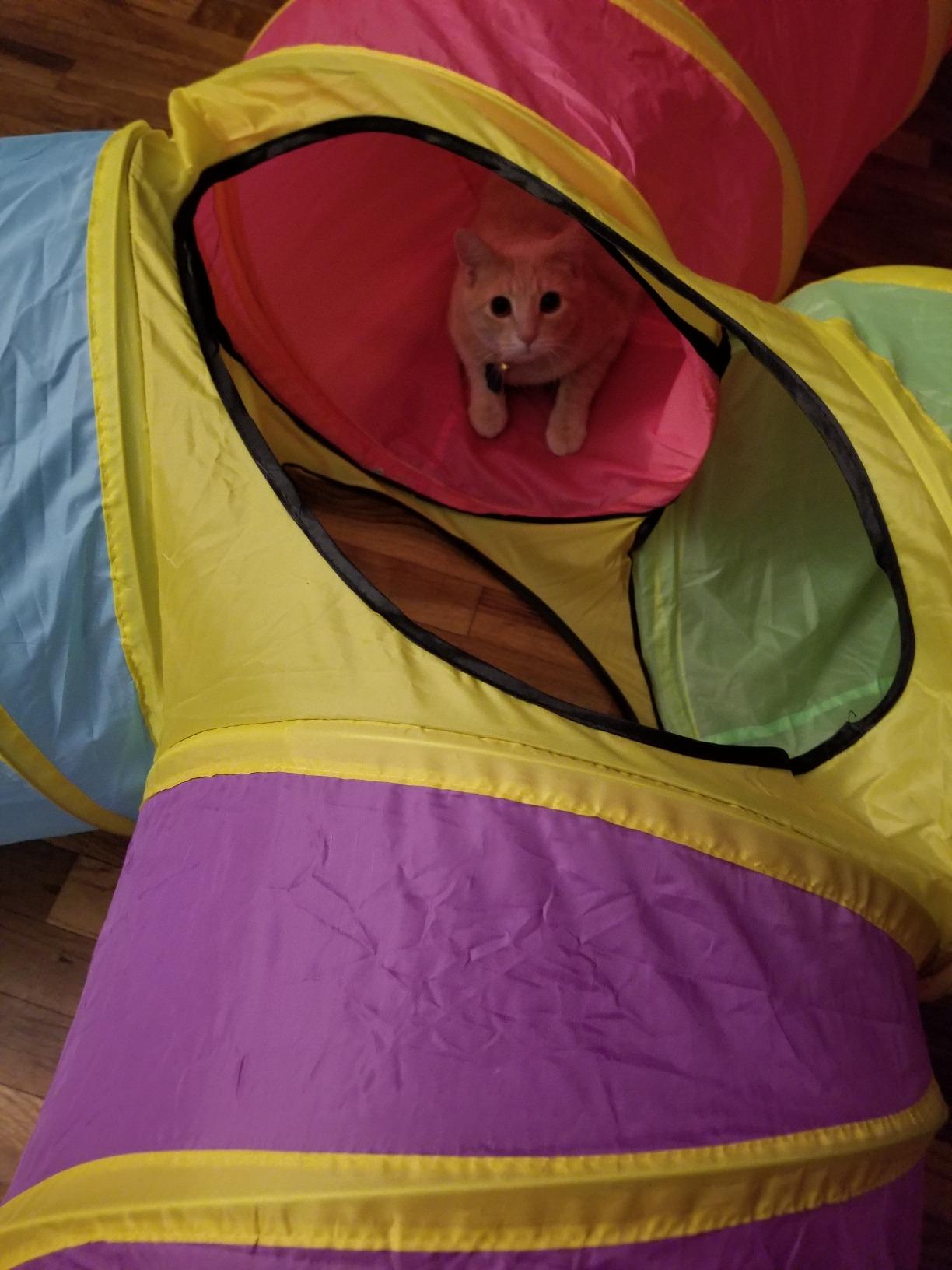 Hide N Side Kids Play Tunnels, Indoor Outdoor Crawl Through Tunnel for Kids Dog Toddler Babies Children, Pop up Tunnel Gift Toy (Multi, 4 Way) customer photo 1