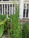Amagabeli Garden Trellis for Climbing Plants 47