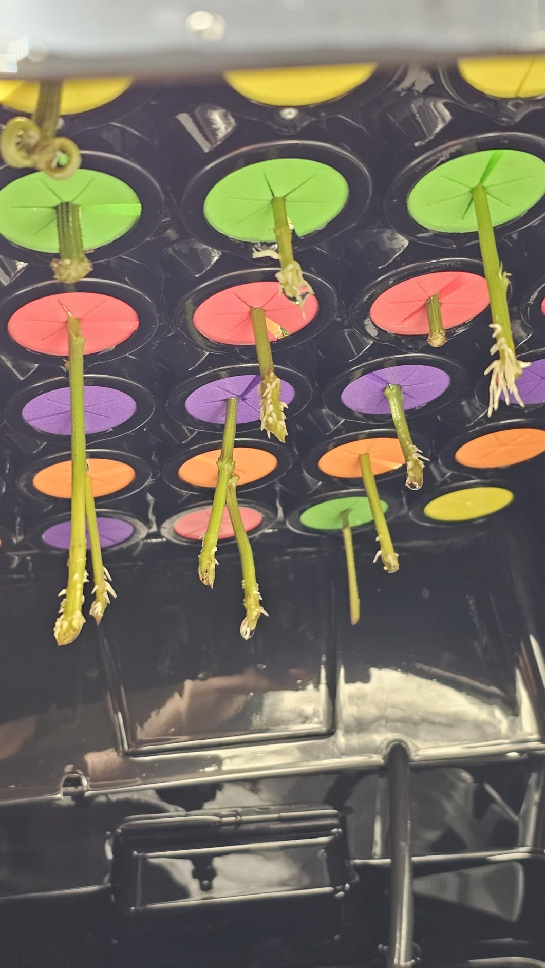 Aeroponic Cloner Machine, Cloning Machine 35 Site for Cutting Rooting Germination Kit Using 1.625 inch Neoprene Clone Inserts customer photo 2