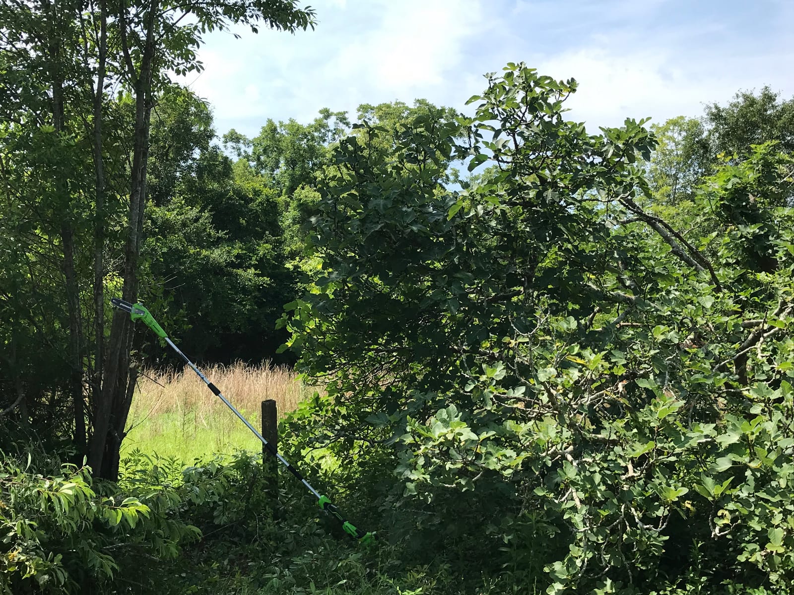 Greenworks 40V 8-Inch Cordless Polesaw, 2.0Ah Battery and Charger Included PS40B210 customer photo 1