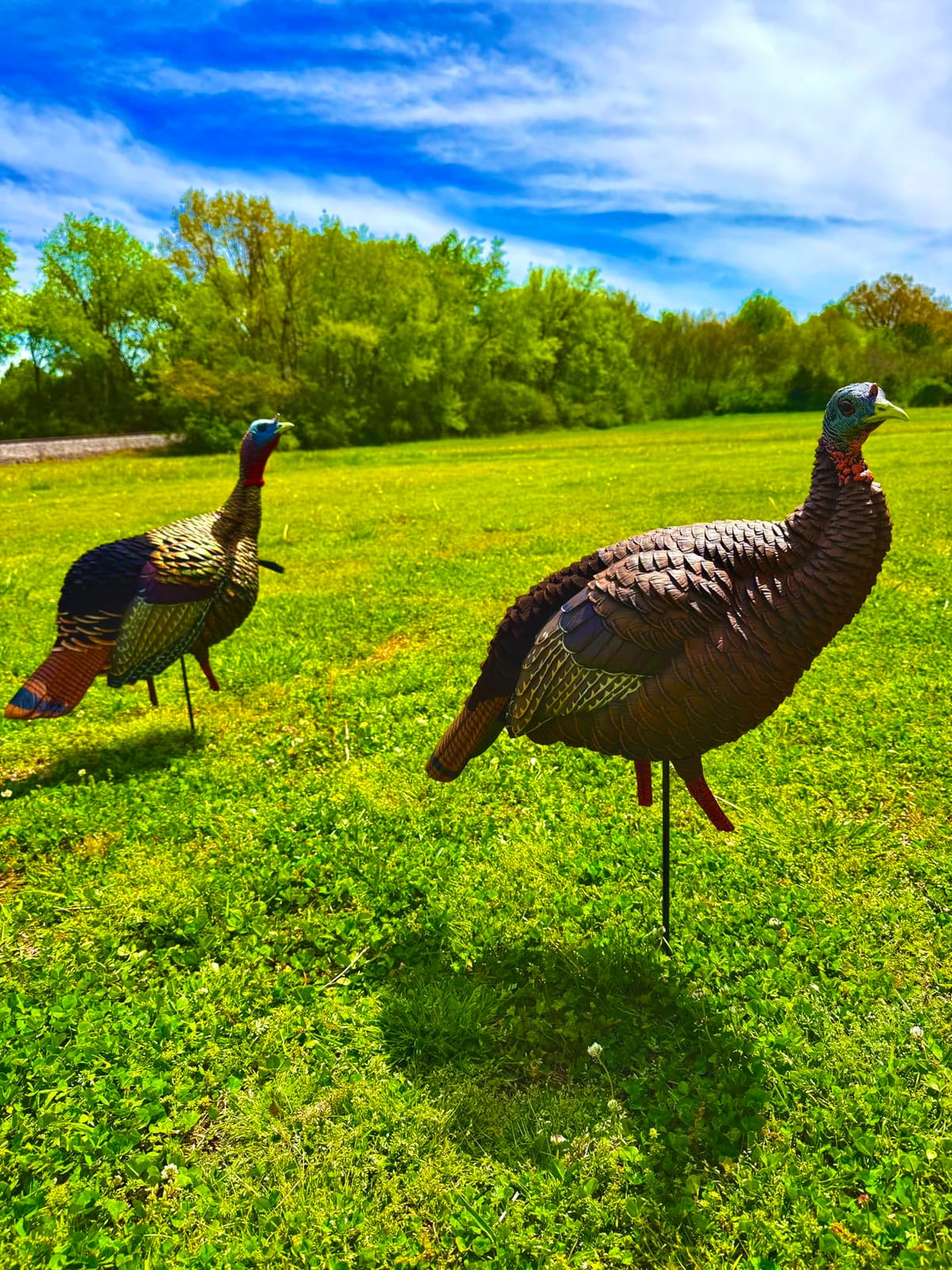 Avian-X HDR Jake Turkey Decoy | Rugged Durable Realistic Lifelike Quarter-Strut Body Standing Hunting Decoy with 2 Removable Heads, Mounting Stake & Carry Bag customer photo 2