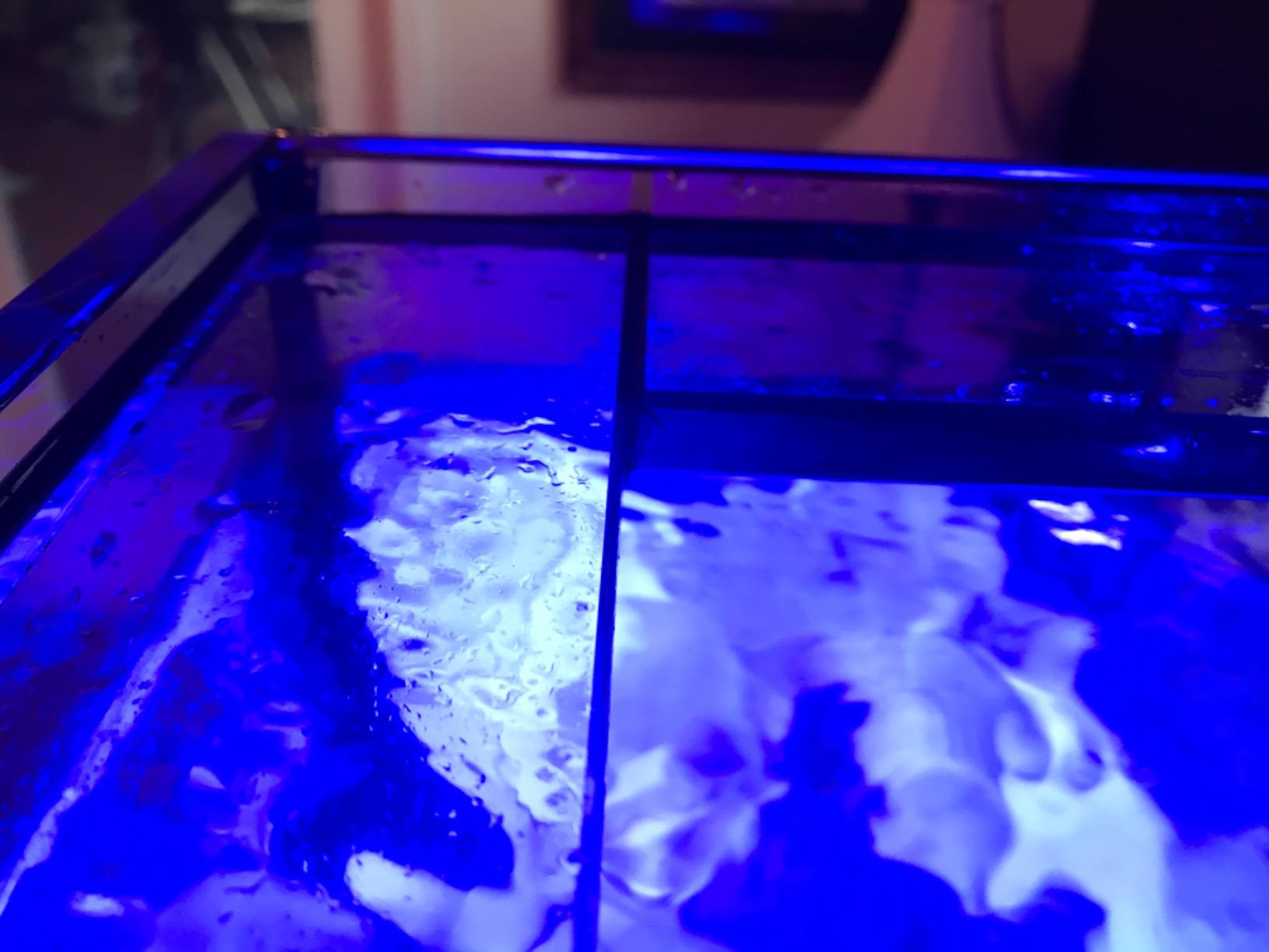 Empire USA Starfire Glass Aquarium 60x24x24 Inch 150 Gallon | High-clarity Starfire glass for crystal-clear viewing experience customer photo 1