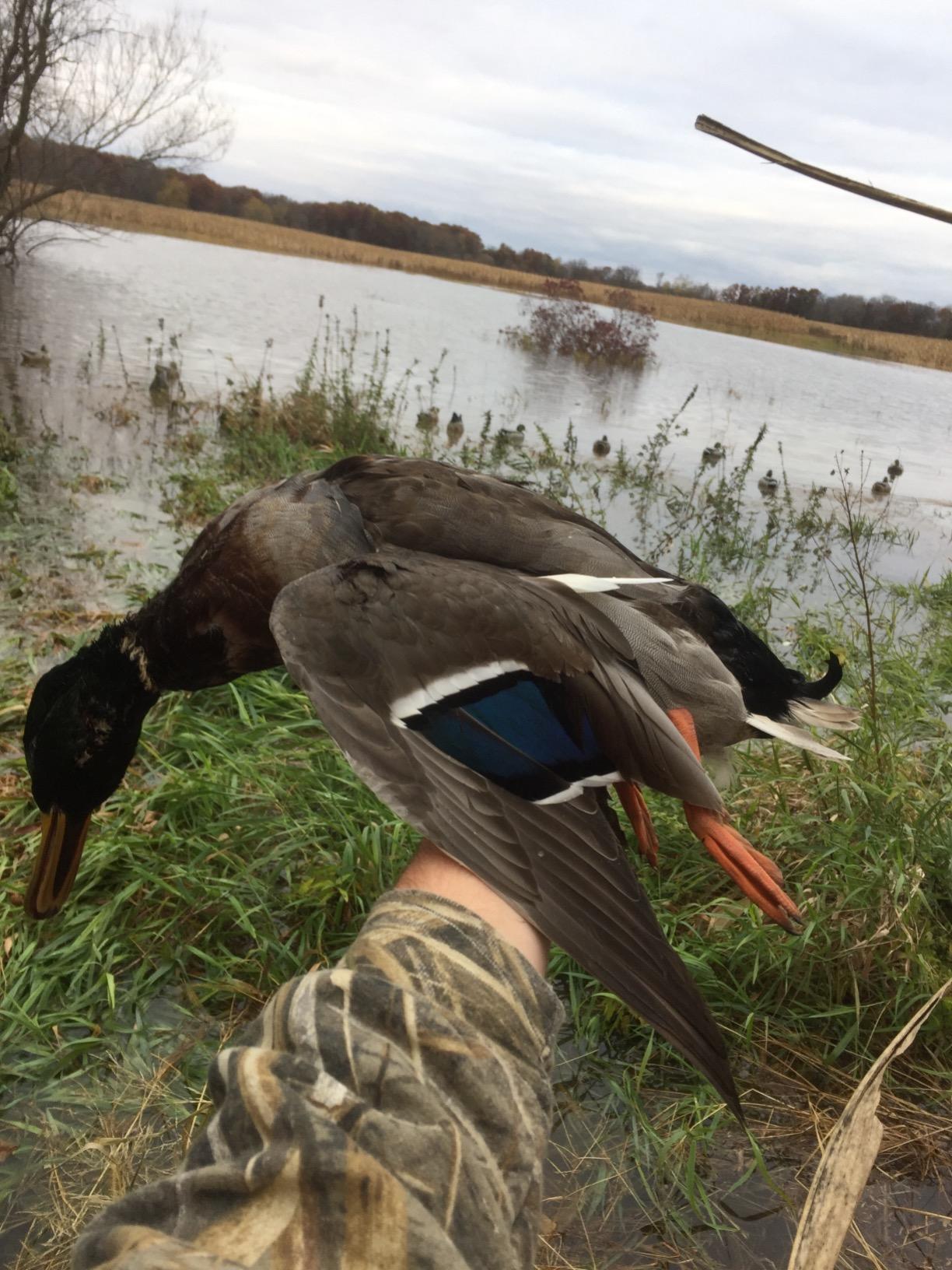 Avery GHG Essential Mallard Duck Decpus - 12 Pack | Realistic Durable Floating Waterfowl Hunting Set with Weighted Self-Righting Keels, 6 Drake & 6 Hen Floaters, 12-Pack (70010) customer photo 2