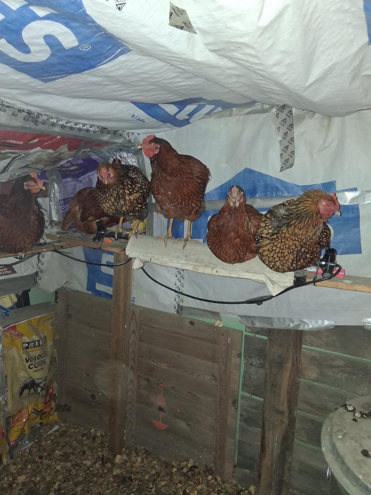K&H Pet Products Thermo Heated Chicken Perch for Coop, Warming Chicken Heater, Prevents Frozen Toes, Warm Coop Accessories, Lamp Alternative, Safety Listed - Large 36
