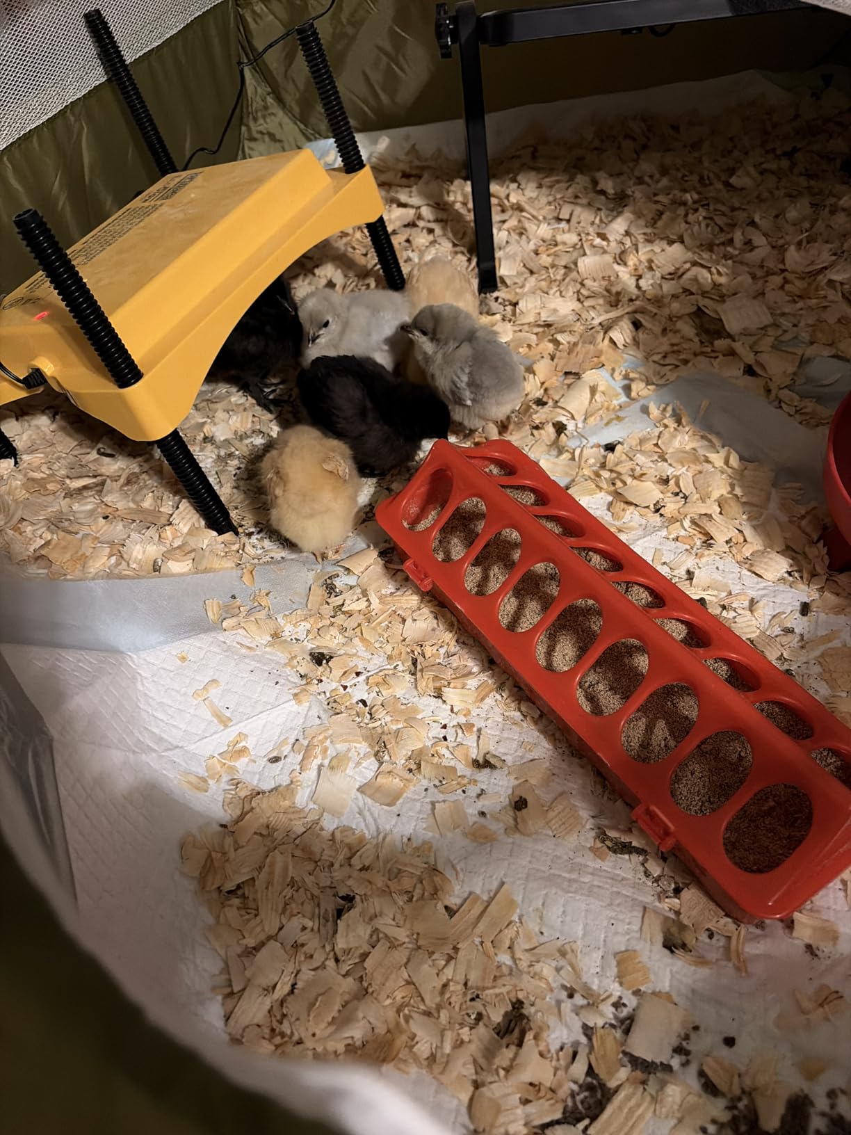 Brinsea Ecoglow Safety 1200 Chick or Duckling Brooder, Adjustable Height & Angle Brooder Plate, Ideal for Chicken Coops Poultry Heating with Safety Indicator, 18 Watts customer photo 1
