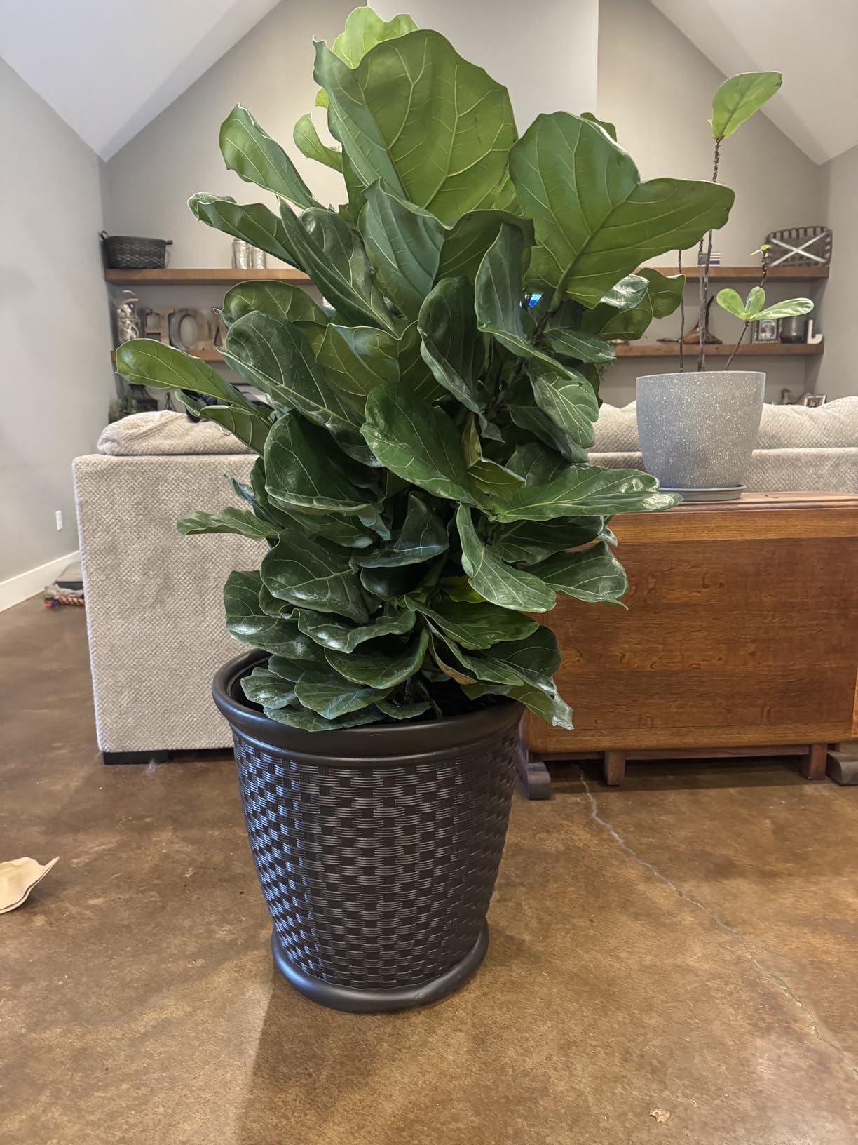 Suncast Sonora 22 Inch Plastic Wicker Indoor or Outdoor Decorative Garden Flower Planter customer photo 1