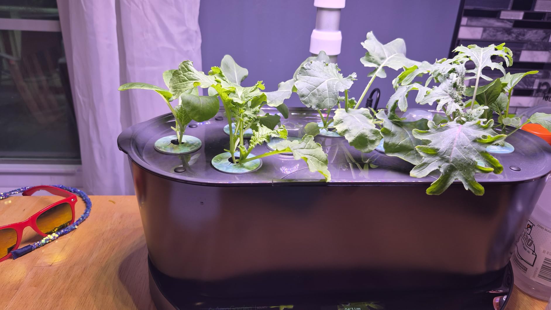 AeroGarden Bounty, White | Indoor Garden with LED Grow Light, WiFi and Alexa Compatible customer photo 2