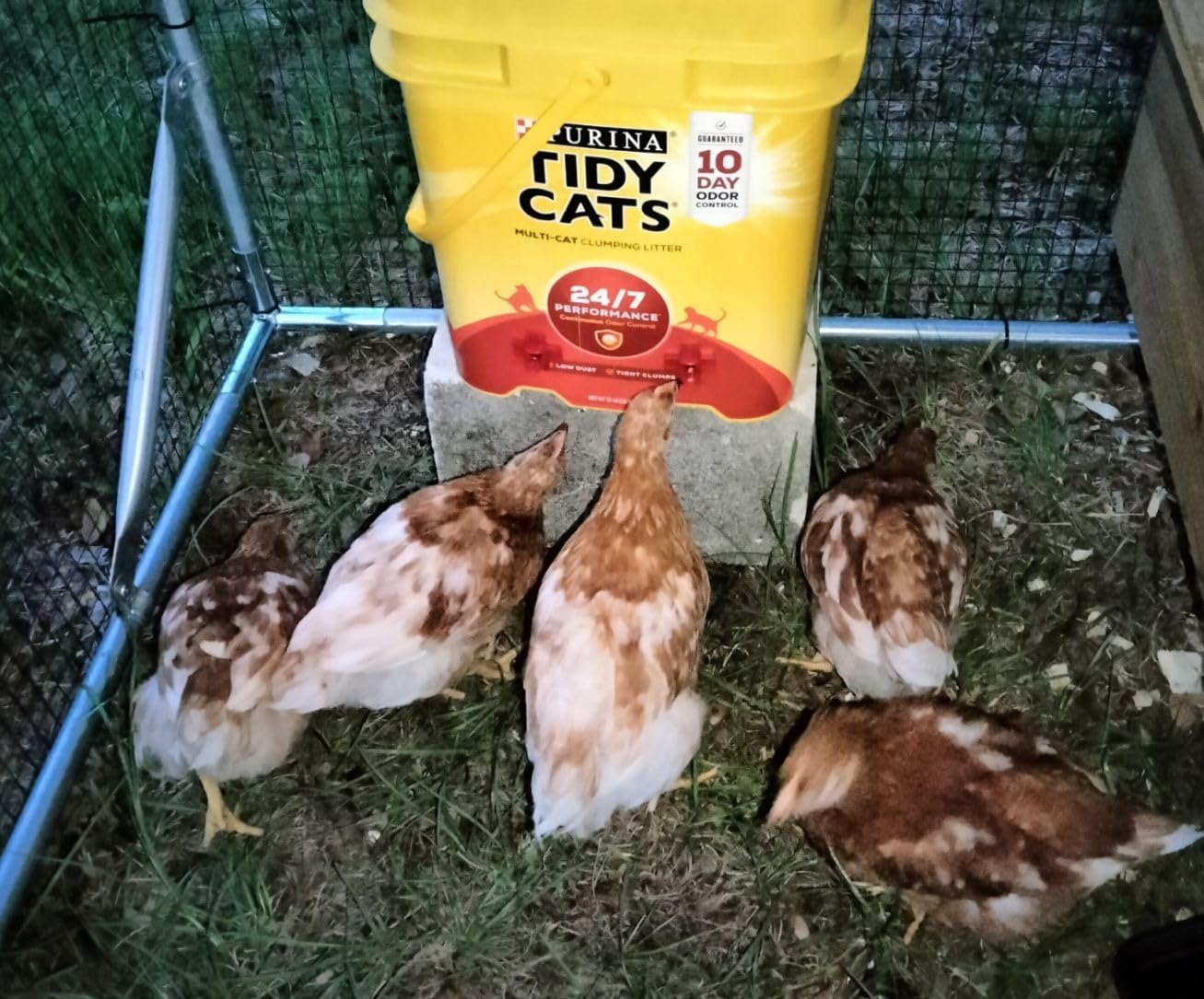 20 Pack Chicken Waterer Nipples for Chicks to Chickens with Drill Bits | MEWTOGO Water Saving Design, Easy Install Leakproof Poultry Watering System, Chicken Coop Accessories, Quail Water Feeder customer photo 2