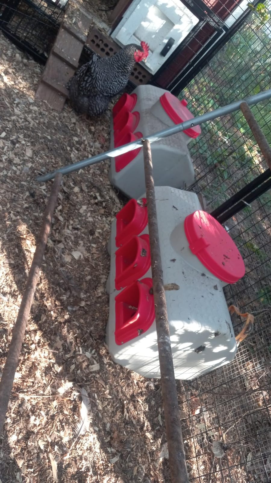 OverEZ Chicken Feeder - Holds 50 Pounds of Feed - Inside or Outside Hen Coop - Large Gravity Fed Automatic Poultry Dispenser - No Waste Rainproof Design customer photo 1