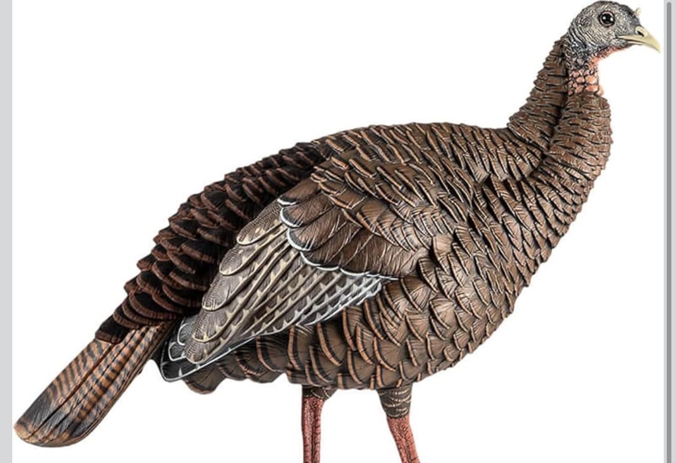 Avian-X HDR Hen Turkey Decoy | Durable Realistic Lifelike Standing Hunting Decoy with 2 Removable Heads, Carry Bag & Integrated Stake, AVX8106 customer photo 2