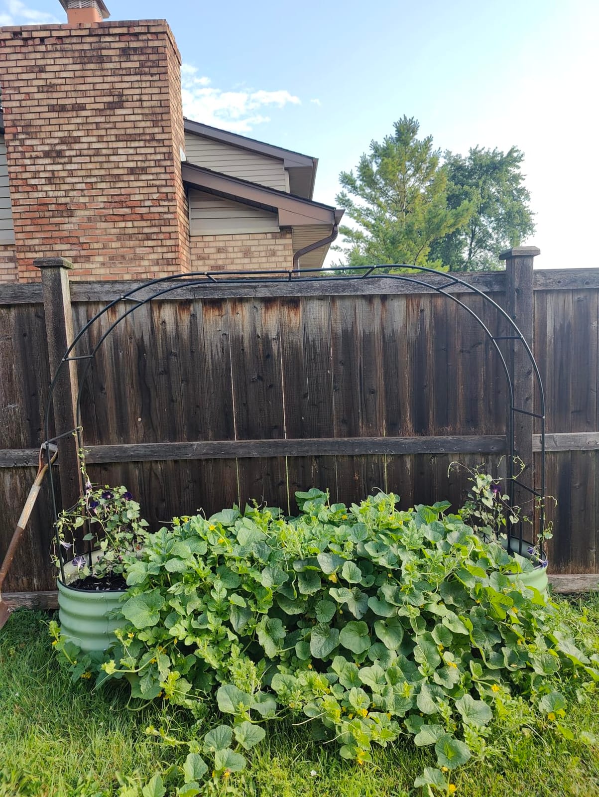 Adorox 7.8ft Garden Arch Trellis for Climbing Plants, Metal Arch Frame, Pumpkin Archway Outdoor Garden Arbors and Arches for Halloween Christmas Birthday Party Baby Shower Decoration (Black) customer photo 2