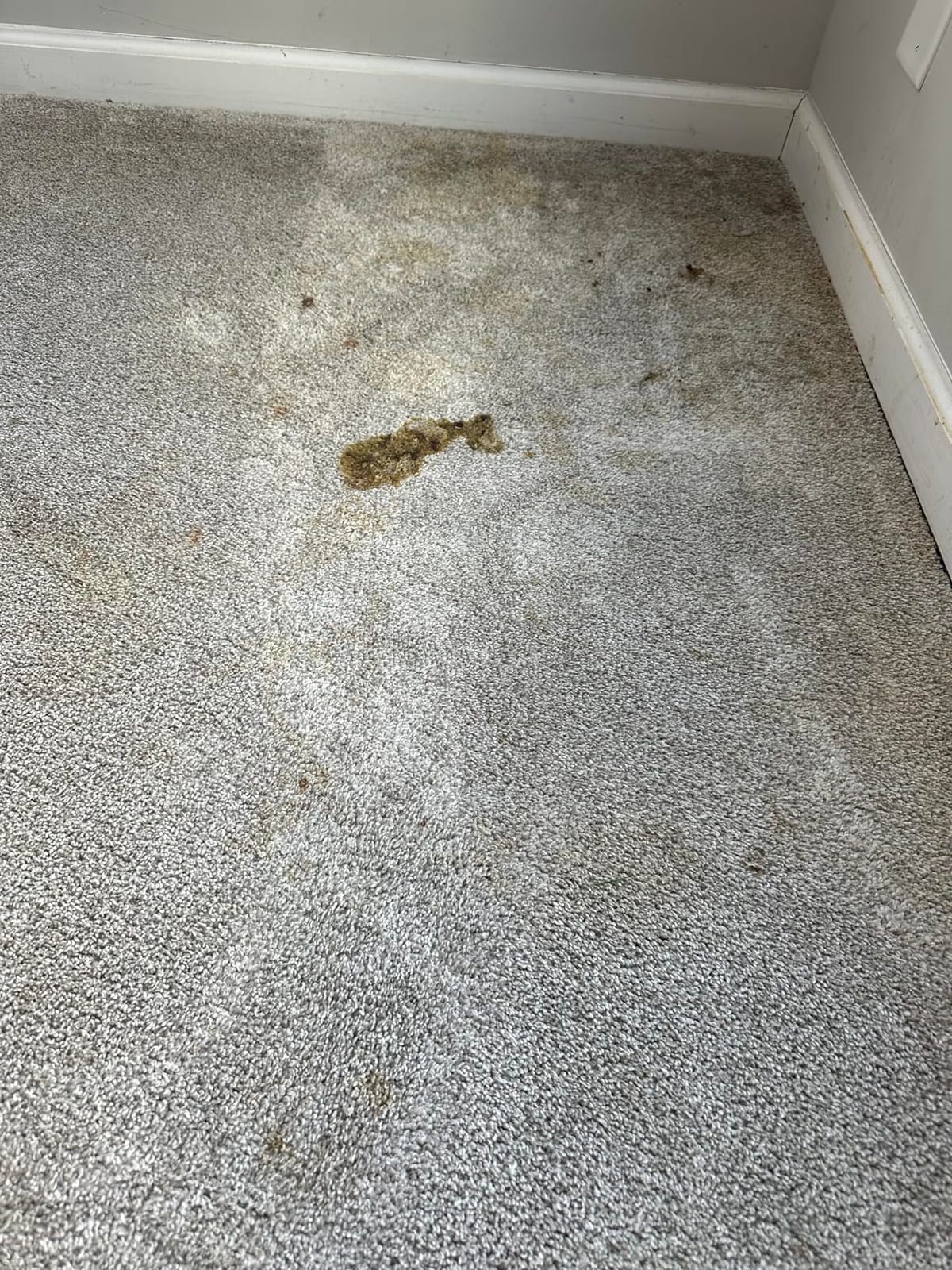 Rug Doctor Mighty Pro X3 Commercial Carpet Cleaner with Pet Cleaner Pack customer photo 1