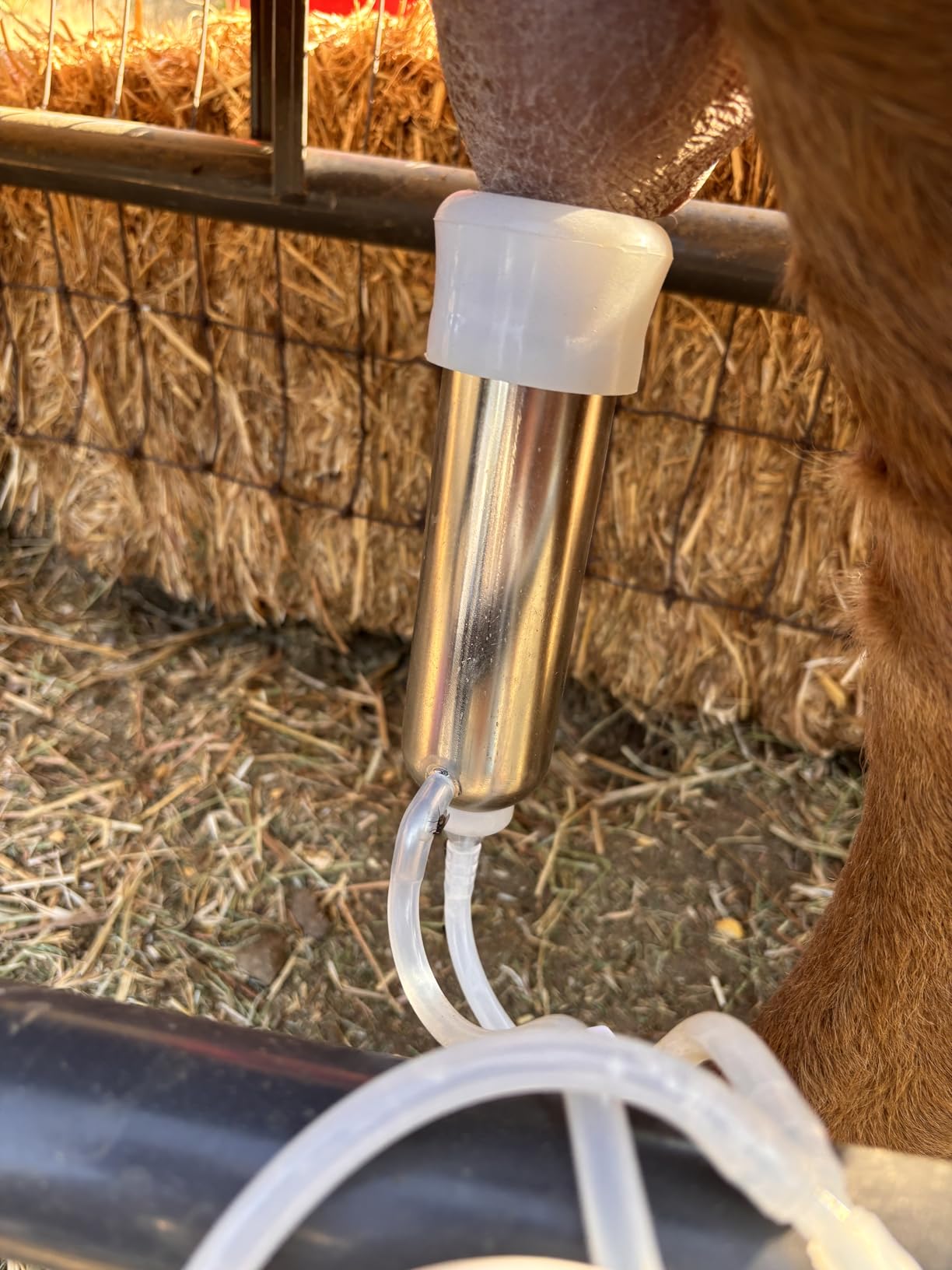 6L Goat Milking Machine, Hantop Rechargeable Pulsation Pump Milker (Pro) | Portable Battery Pump, Pulsation System, Speed Adjustable, Auto Stop, SUS304 Stainless Steel Bucket, Food-grade material customer photo 2