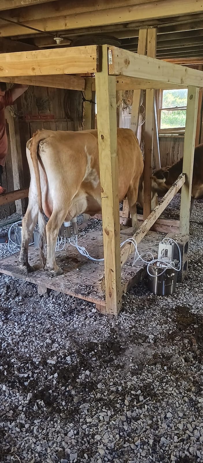 12L Cow Milking Machine, Rechargeable Pulsation Pump Milker (Pro) | Hantop UnitedFarm, Portable Battery Pump, Speed Adjustable, Auto Stop, SUS304 Stainless Steel Bucket, Food-grade material customer photo 2