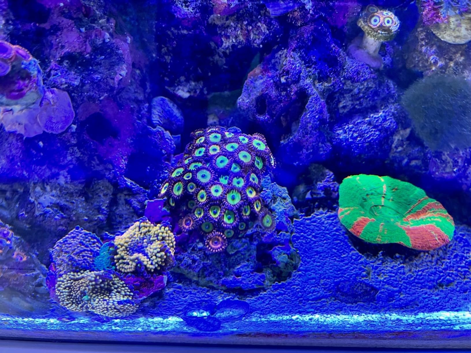 Flex 32.5 Marine Salt Water Aquarium Kit - Fish Tank for Fish, Coral and More - Comes with LED Lights, Filtration System and More - 32.5 x 15.75 x 15.35 - 123 L, 32.5 Gal. - Black customer photo 1