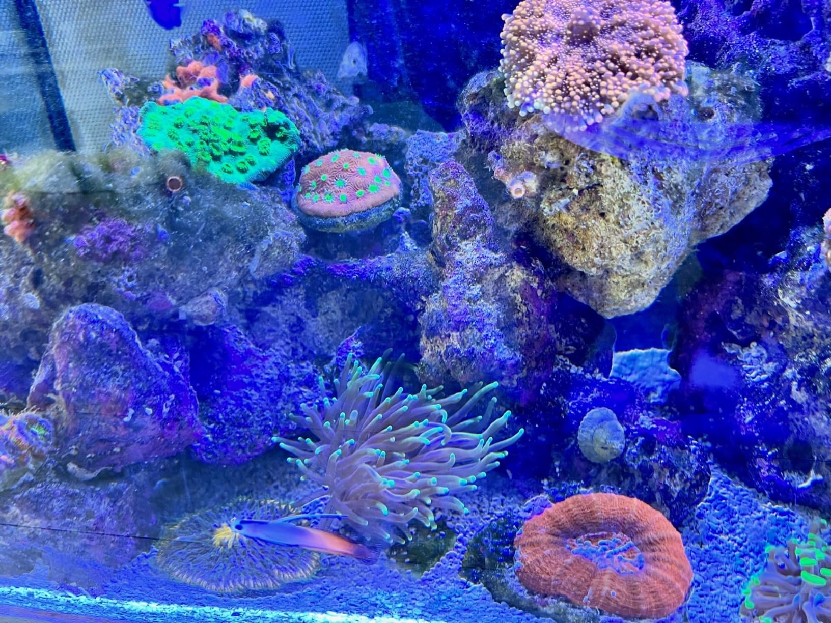 Flex 32.5 Marine Salt Water Aquarium Kit - Fish Tank for Fish, Coral and More - Comes with LED Lights, Filtration System and More - 32.5 x 15.75 x 15.35 - 123 L, 32.5 Gal. - Black customer photo 2