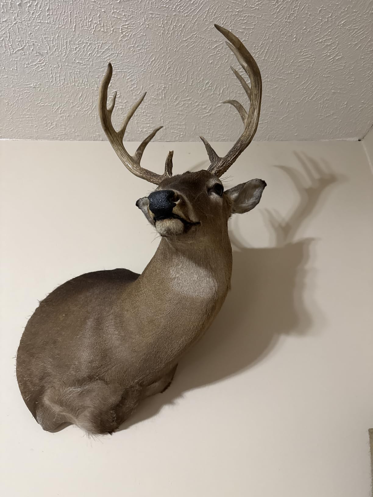 Woodhaven The Intimidator Deer Call customer photo 2