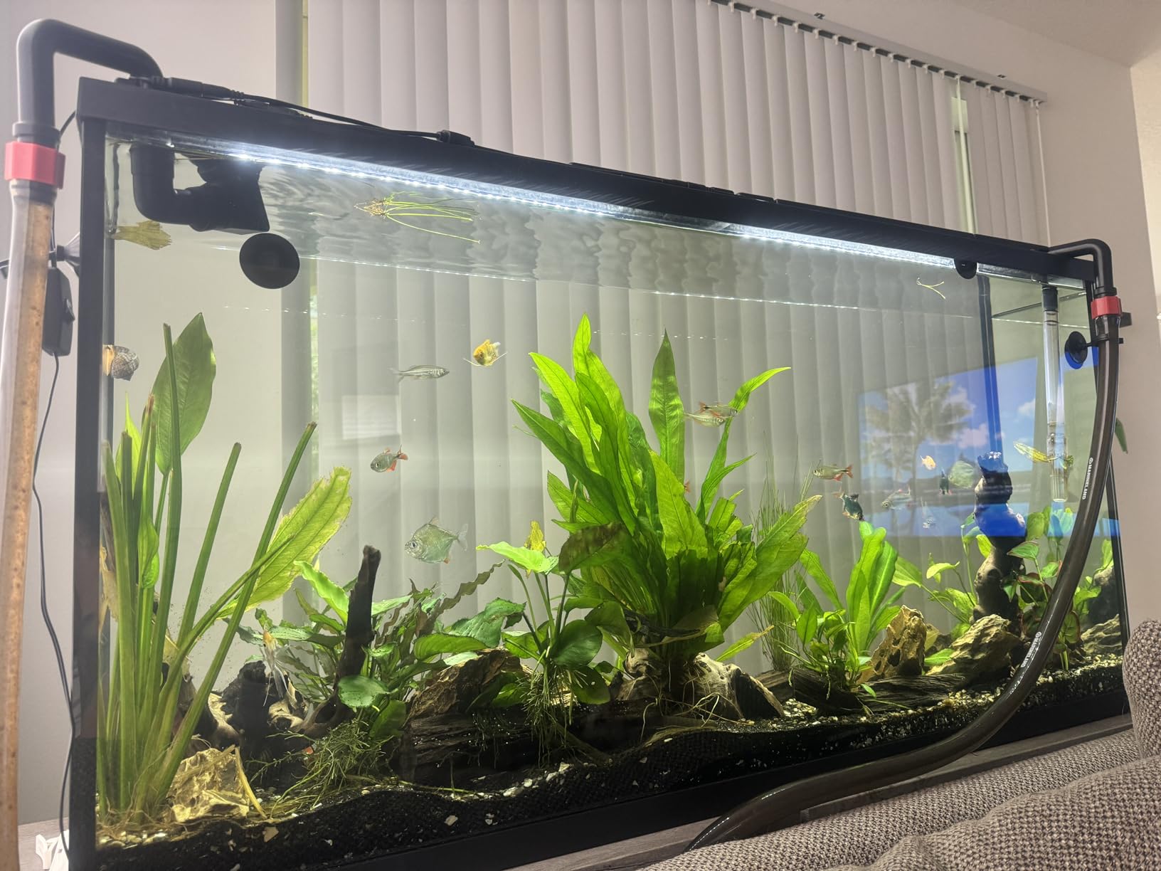 Fluval in Line UVC Clarifier for Aquarium Filters customer photo 1