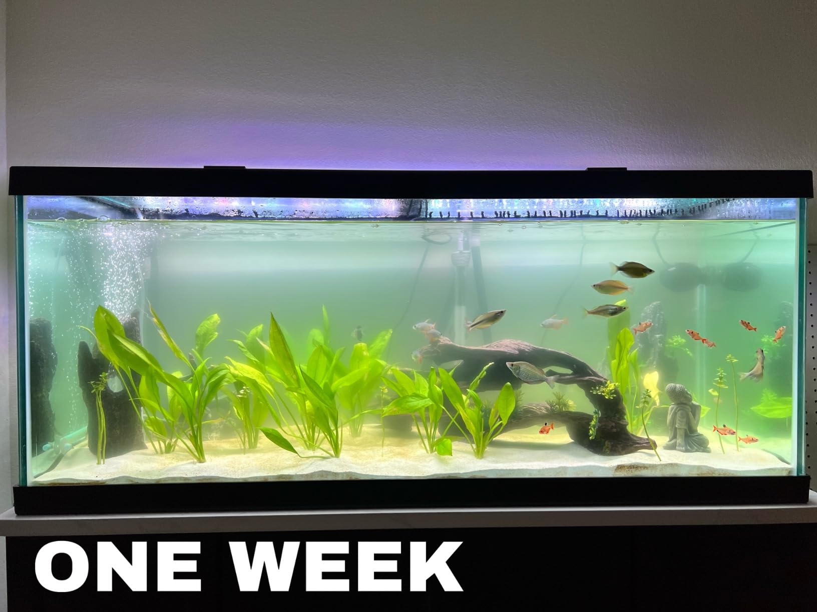 Fluval in Line UVC Clarifier for Aquarium Filters customer photo 2
