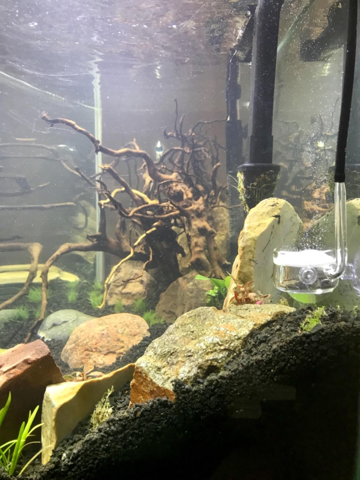 Pollen Glass CO2 Diffuser with U-Shape Connecting Tube for Aquarium Planted Tank (2