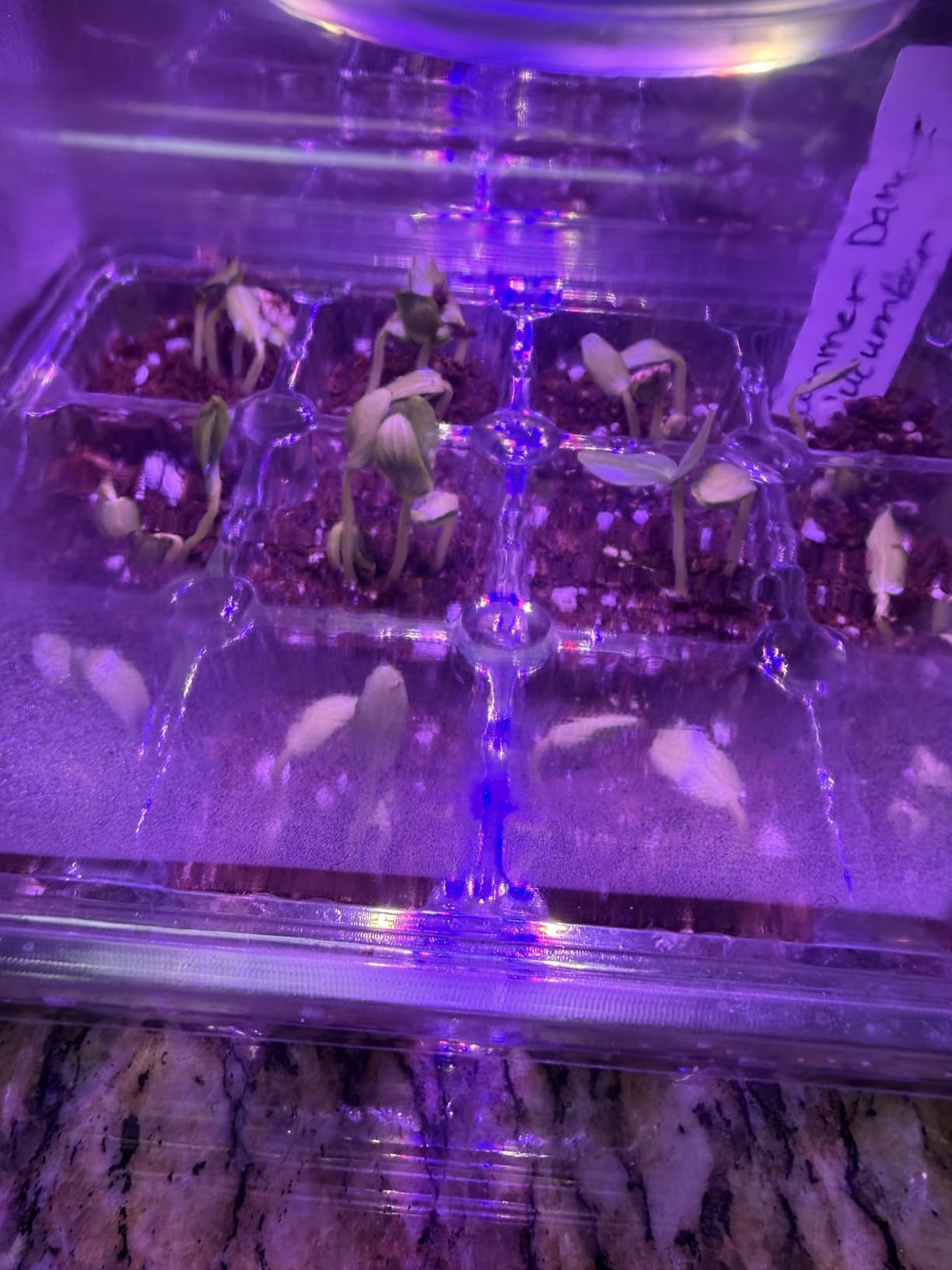 Bonviee Seed Starter Trays with 12-LED Grow Lights, Green, 5 Pack | 5 Seed Starter Kits, 60 Cells, 12-LED Grow Light per Tray, Vented Humidity Domes, Drainage Holes, 1-to-5 USB Cable customer photo 2