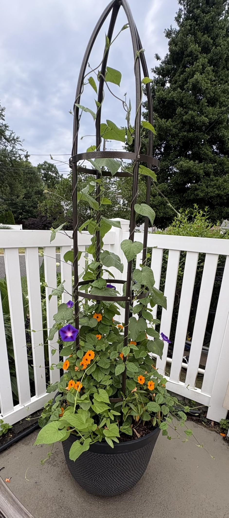 100% Metal Garden Obelisk Trellis Heavy Duty 6.3 ft Tall for Climbing Vines | Upgraded 16mm Thick Steel Tubes Rustproof Bronze Tower, 4.9lb Tall Plant Support Stands for Flowers, Roses, Clematis & Tomato customer photo 1