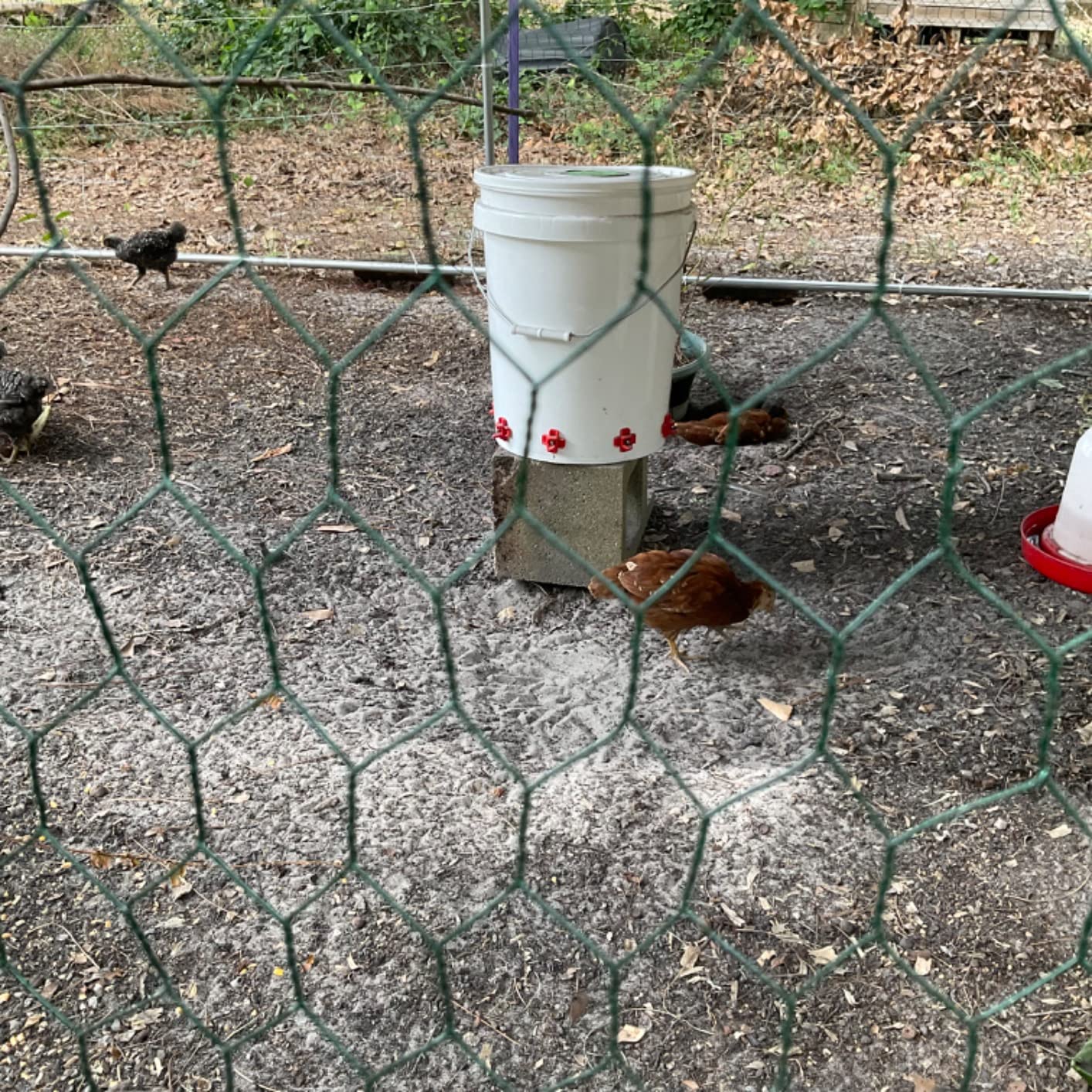 Hedume 50 Pack Horizontal Poultry Water Nipples, Automatic Side Mount Chicken Drinkers for Ducks, Quail and Other Poultry customer photo 1