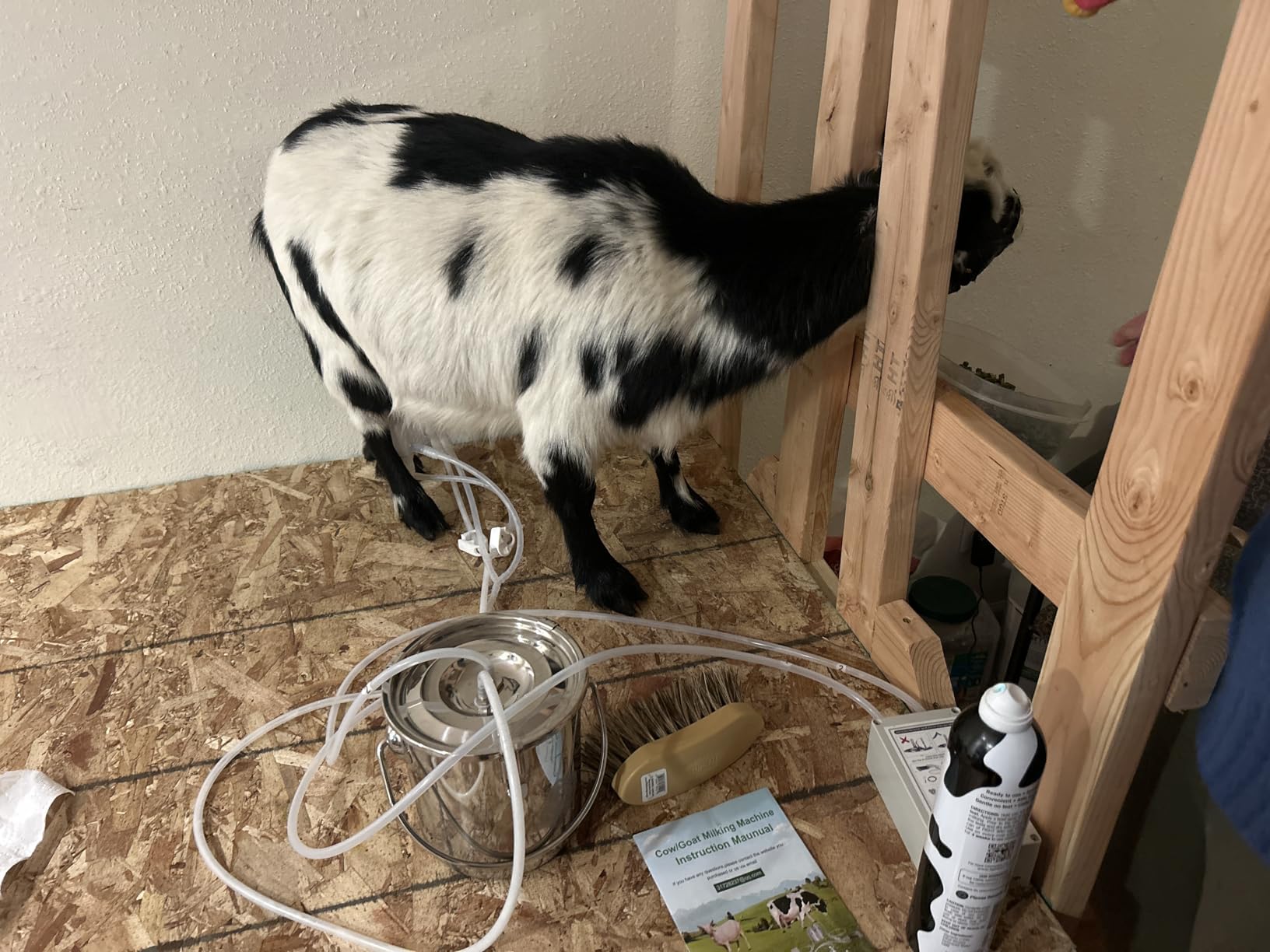 3L Goat Pulsation Vacuum Electric Milking Machine, Automatic Pulsation Breast Pump with 2 Teat Cups Stainless Steel Bucket for Goat customer photo 1