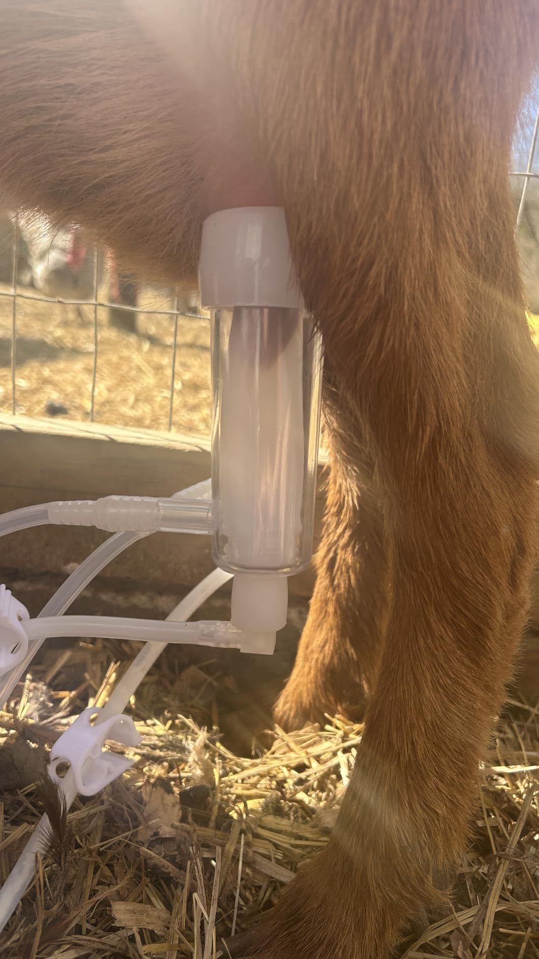 3L Goat Pulsation Vacuum Electric Milking Machine, Automatic Pulsation Breast Pump with 2 Teat Cups Stainless Steel Bucket for Goat customer photo 2