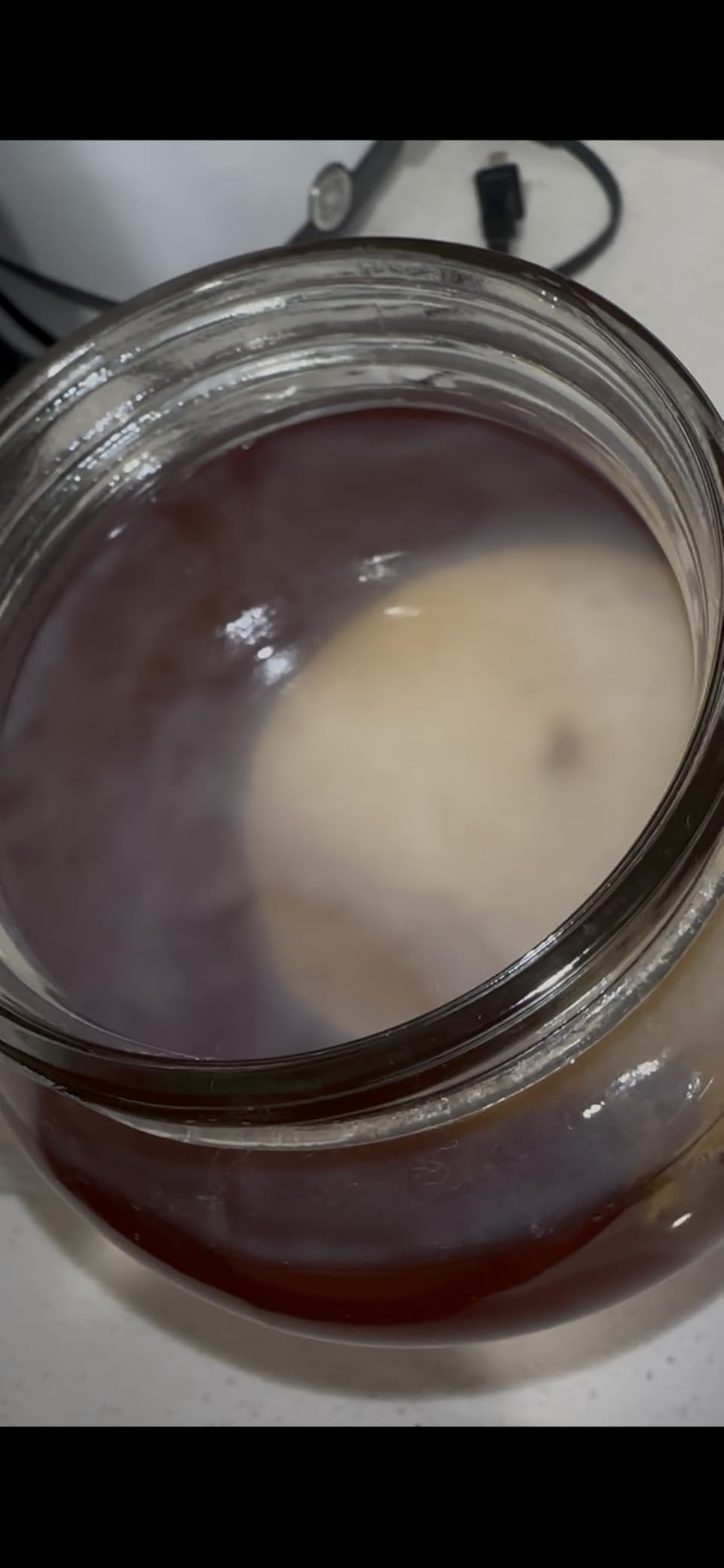 Organic SCOBY Kombucha Starter Kit with Live Culture for Brewing Kombucha Tea - Urban Kitchen customer photo 1