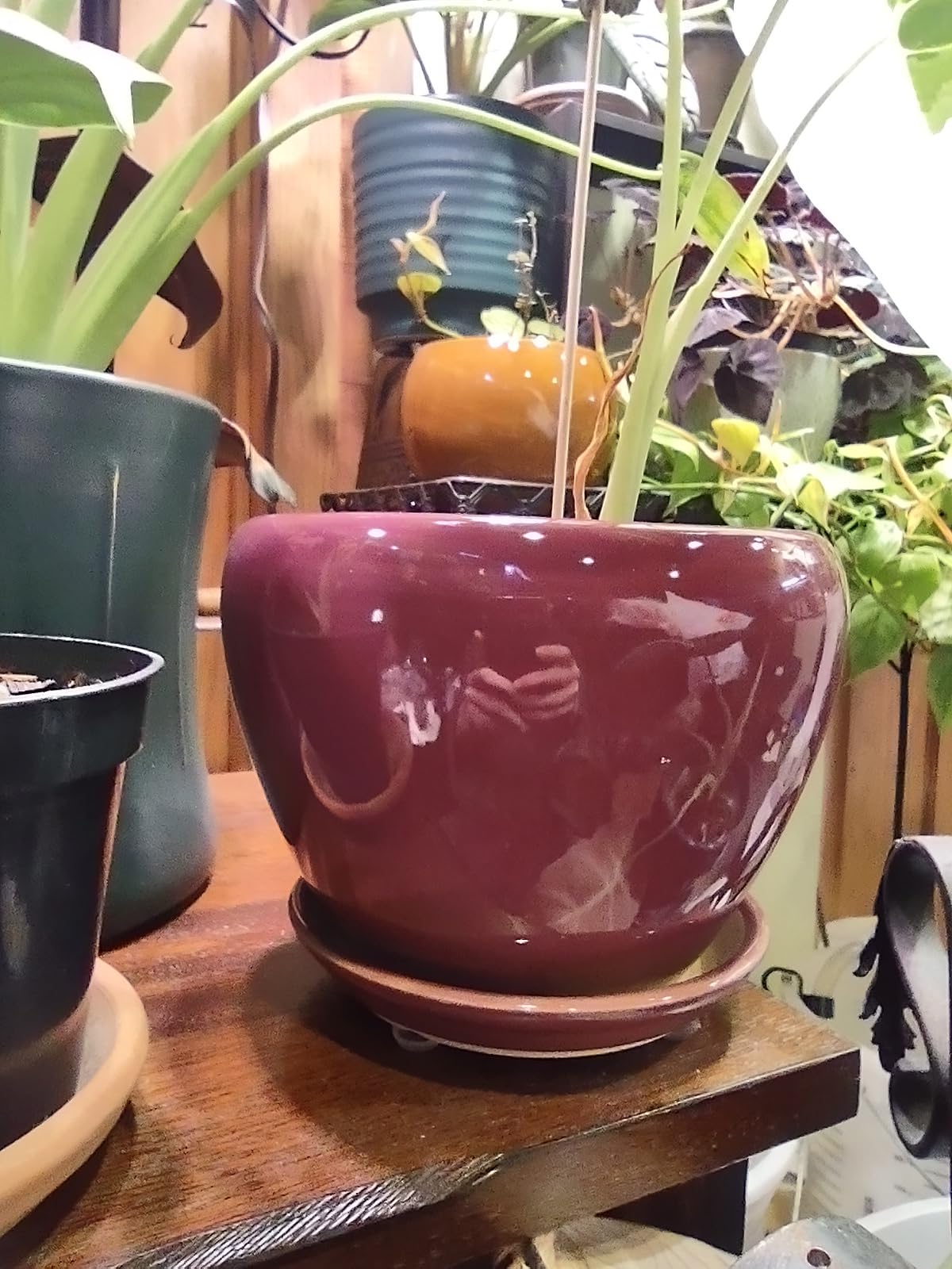 Ceramic Modern Glaze Succulent Planter Pot with Drainage Hole and Saucer 6 Inch Round Flower Plant Pot for Indoor Outdoor Herb Snake Plants customer photo 1