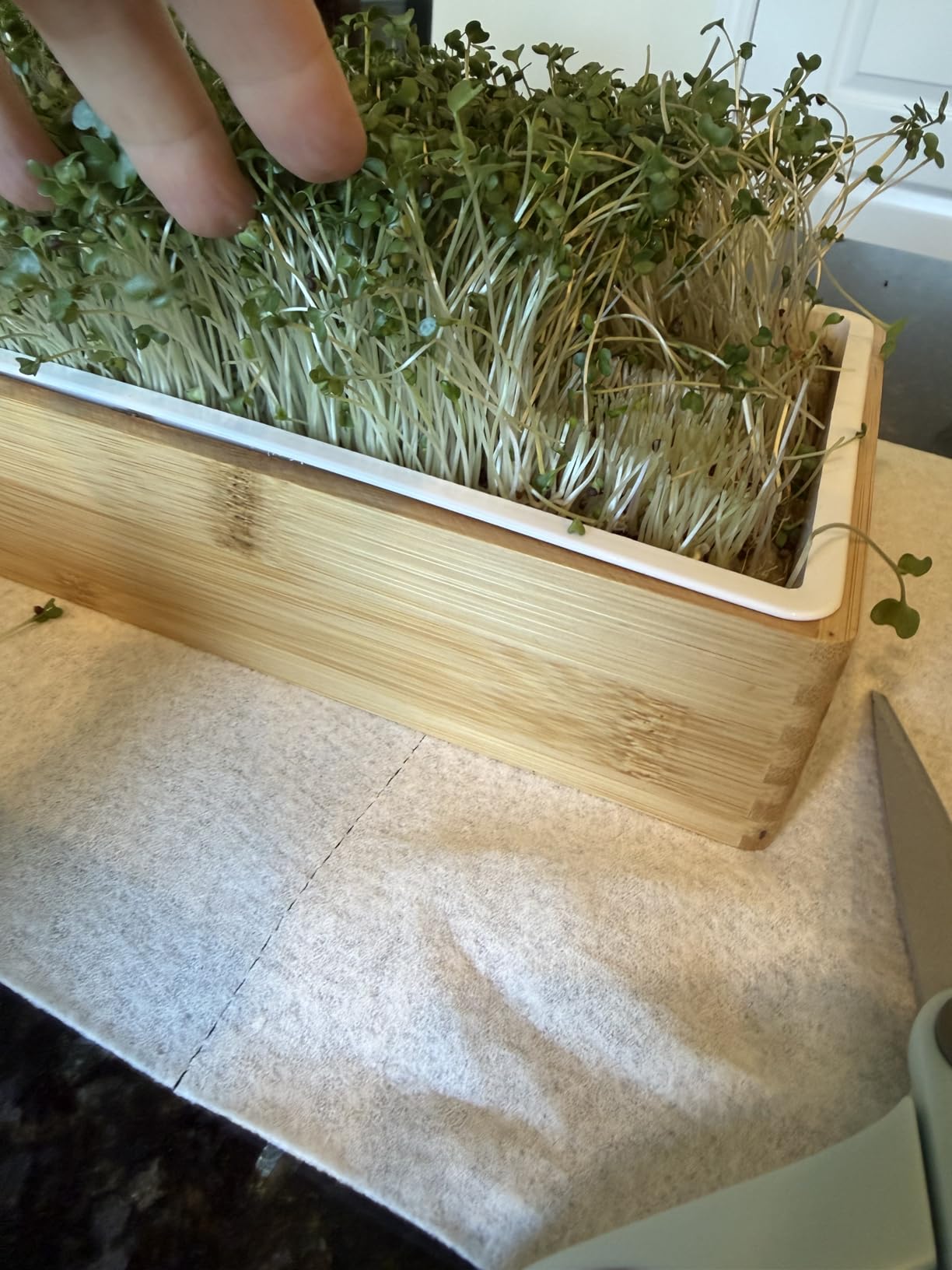 Microgreens Growing Kit - Self-Watering Tray with US Premium Seeds | Grow broccoli and salad mix indoors with a reusable tray, grow mats, USA premium seeds & bamboo frame customer photo 1