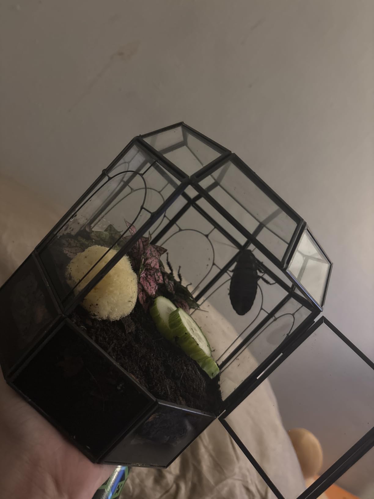 REDHUGO Large Glass Terrarium, Handmade Indoor Planter Display Box, Black | Handmade Glass Terrarium for Succulents, Cacti, Air Plants and Fairy Gardens, Ideal for Indoor Tabletop Centerpiece Display customer photo 2