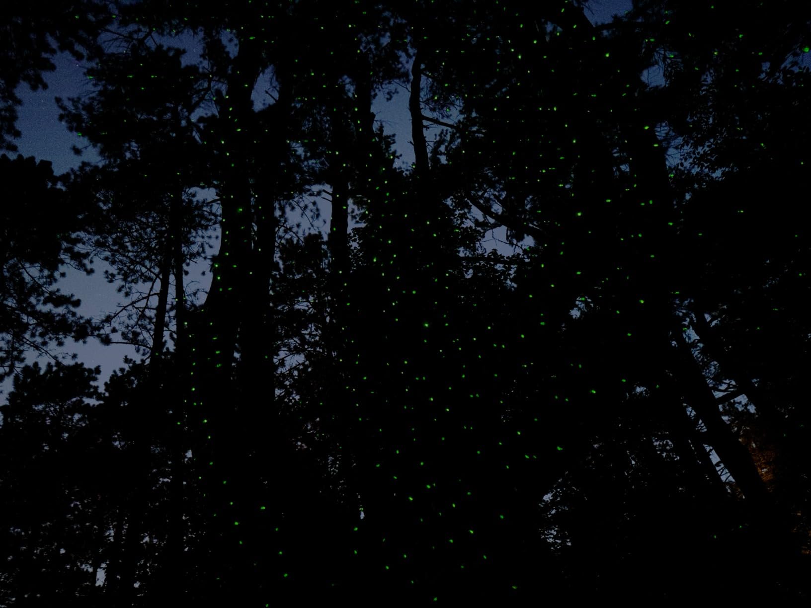 Firefly Garden Lights Star Projector Laser Christmas Lights for Garden Lawns Courtyard customer photo 2