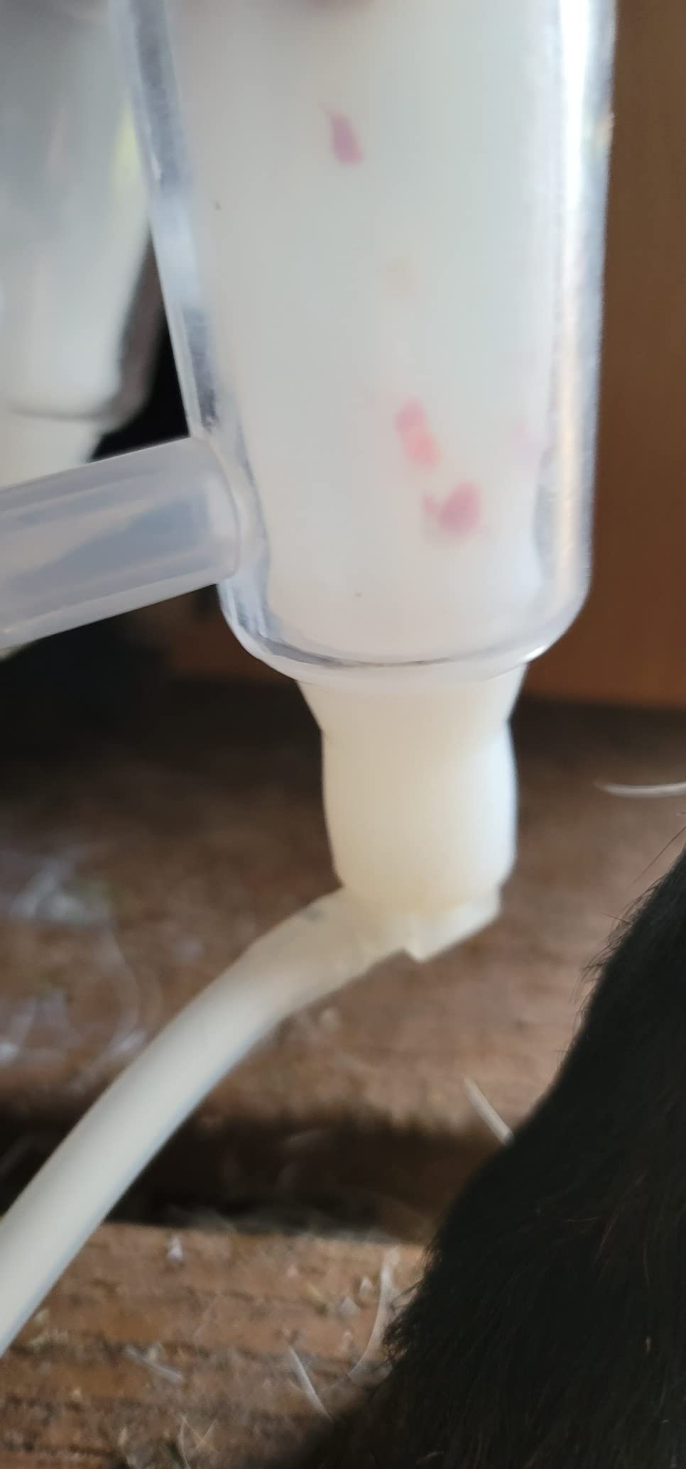 6L Goat Milking Machine, Plug-in Pulsation Pump Milker (Classic) | Hantop UnitedFarm, Speed Adjustable Pump, Auto Stop Check Valve, SUS304 Stainless Steel Bucket, Food-grade material customer photo 1