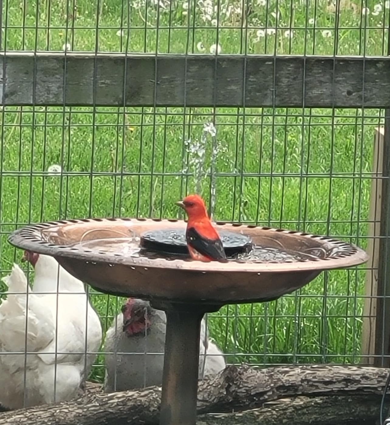 VIVOHOME Bird Bath with Solar Fountain for Outside, Polyresin Pedestal Bird Baths with Solar Powered Pump for Outdoor, Garden, Weather-Resistant Birdbaths with 20