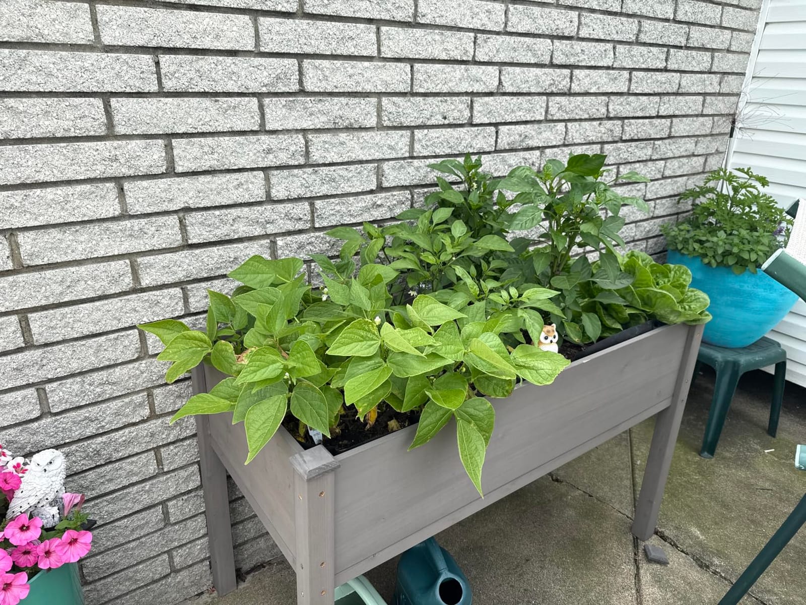 48×24×30 Raised Garden Bed with Legs, Cedar Wood Elevated Planter Box customer photo 2