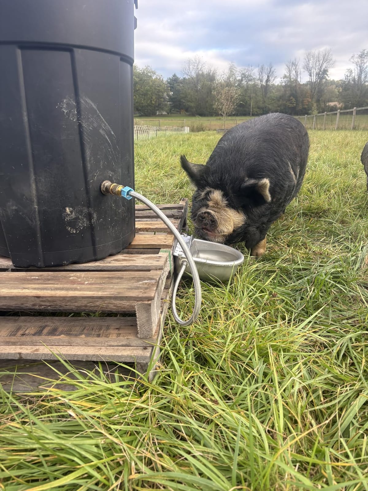 Ademon Automatic Animal Drinking Water Bowl with Float Valve, Standard Pipe, 3L Stainless Steel Waterer Feeder Farm Dog Dispenser Kit Self Filling for Livestock Horse Goat Water Trough customer photo 2